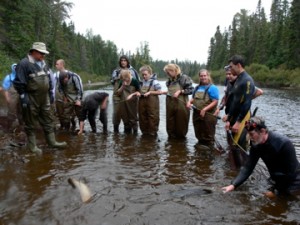 Students from the local college volunteer to help collect salmon for spawning