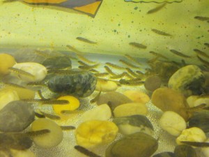 Fry in a fish tank at school