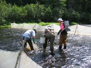 Electrofishing a DFO closed site on the Cains River