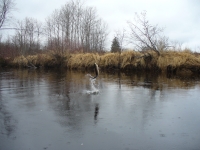Brett Silliker, Honourable Mention- Angling Member