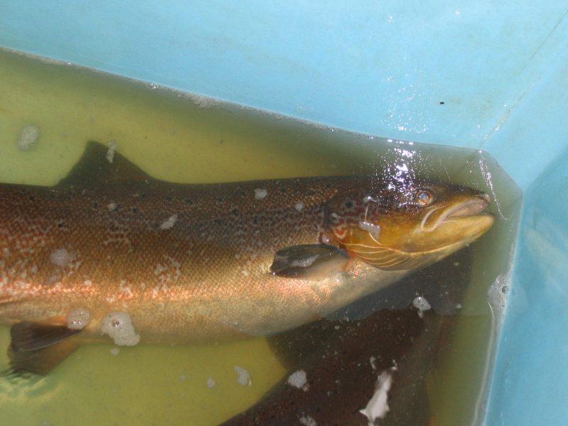 Adult salmon anesthetized before spawning