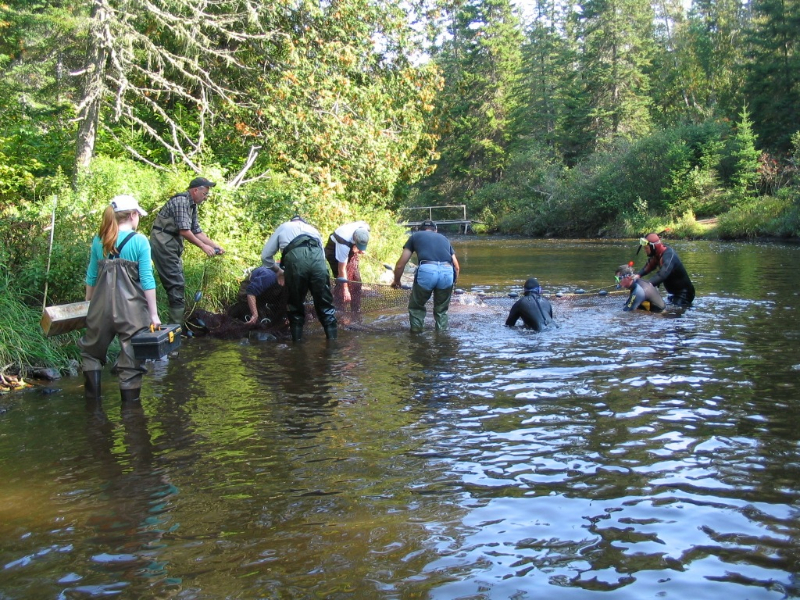 broodstock-seining-at-cold-springs-2-2