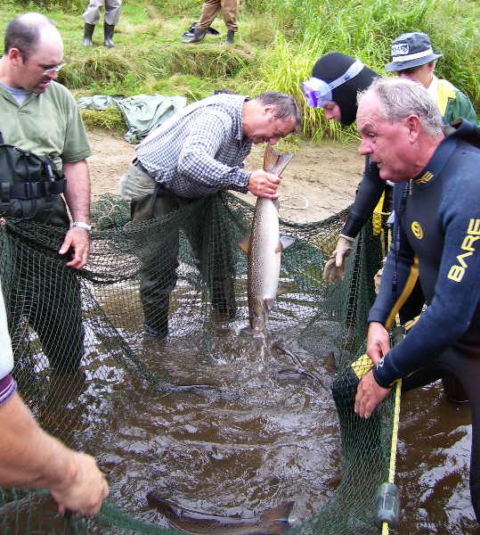 Norman Stewart removes salmon from the seine net
