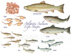 Life Stages of Atlantic Salmon