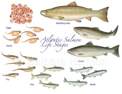 Life Cycle of the Atlantic Salmon - Miramichi Salmon Association