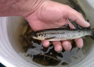 Funds raised at this year's Fredericton Conservation Dinner will support the Miramichi Salmon Association’s ongoing conservation efforts, including expanded research to try and determine the causes of increased smolt predation. This photo shows a salmon smolt captured during the smolt study.