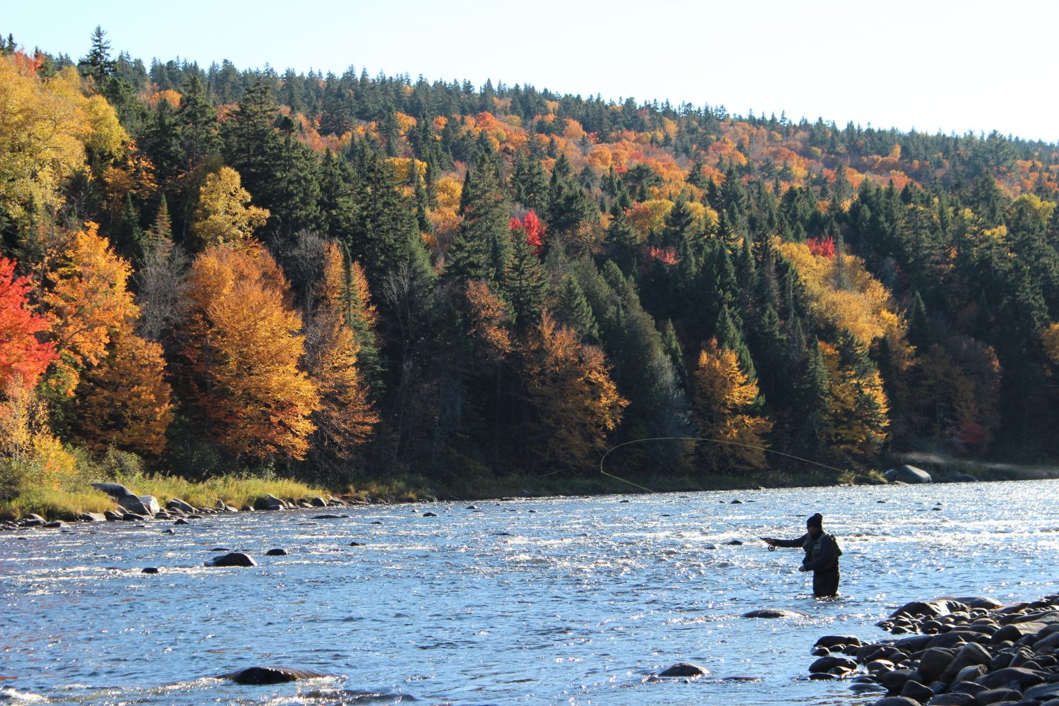 DFO Issues Temporary Closure of Pools on the Miramichi - Miramichi