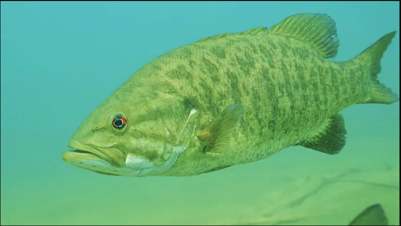 smallmouth