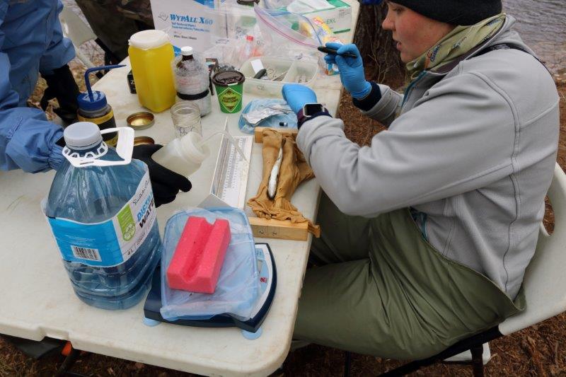Smolt tagging project in 2017