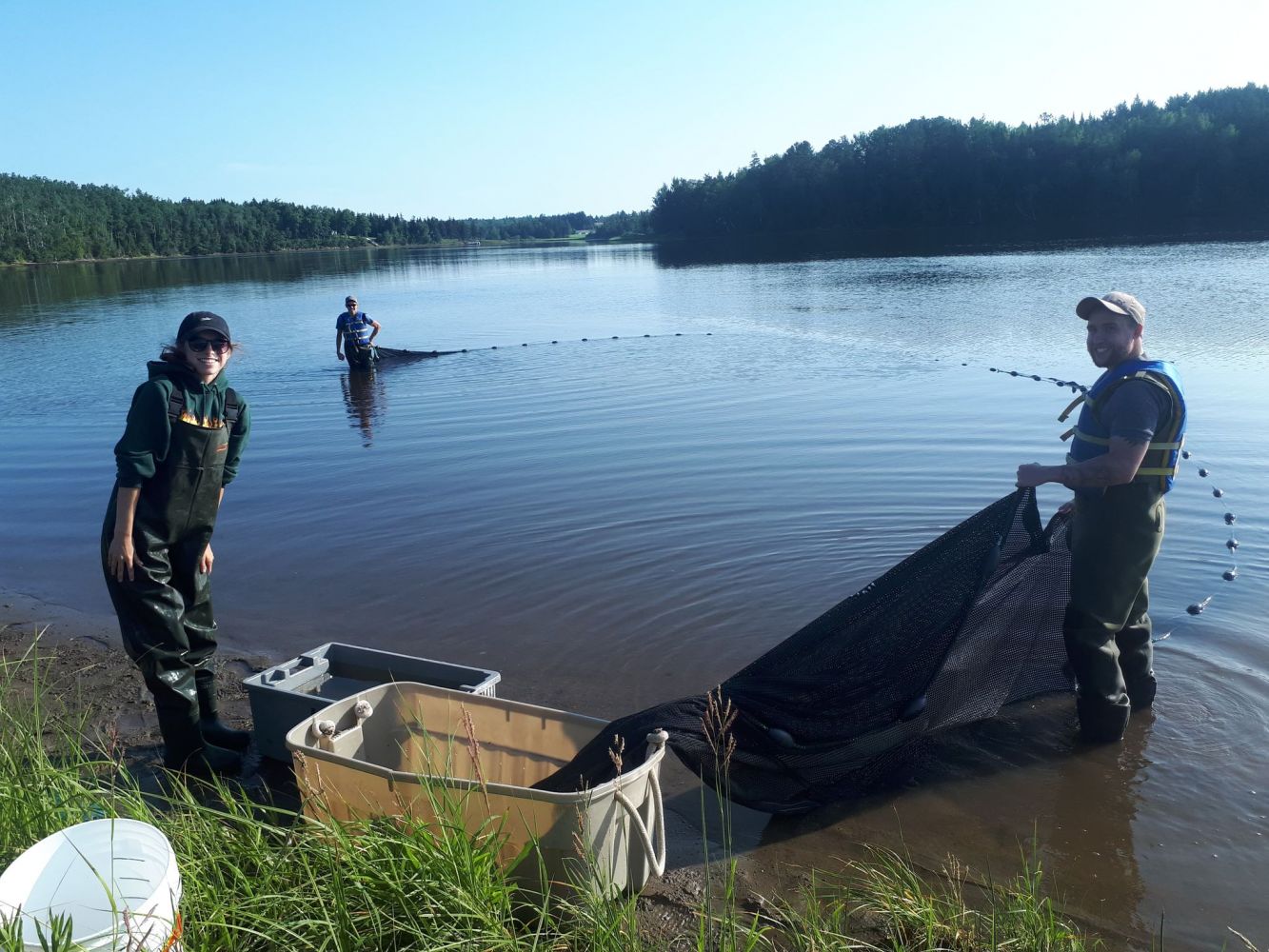 Seining for striped bass juveniles