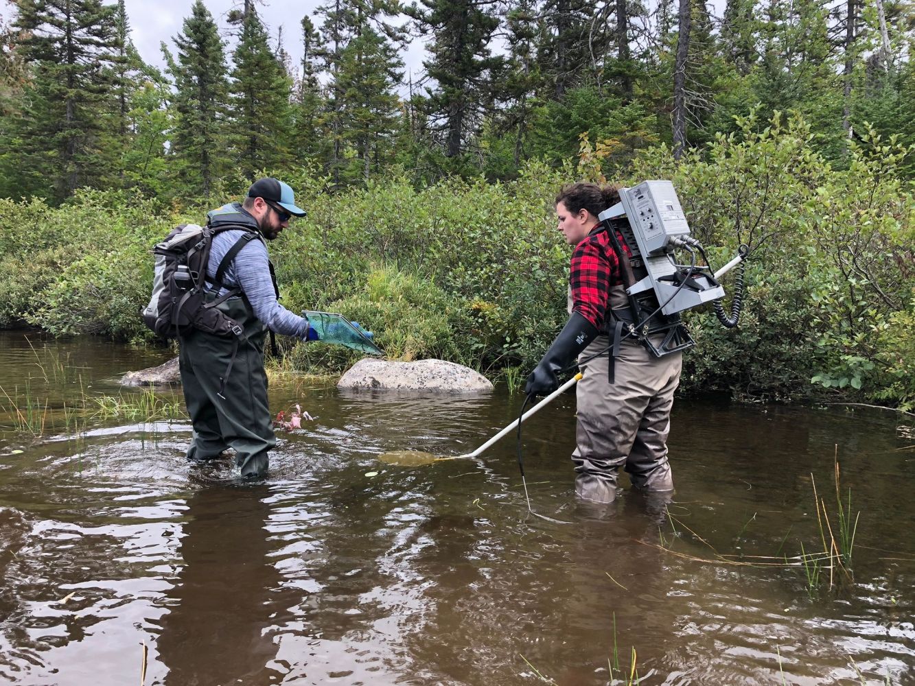 MSA Biologist Kelsey McGee Electrofishing 